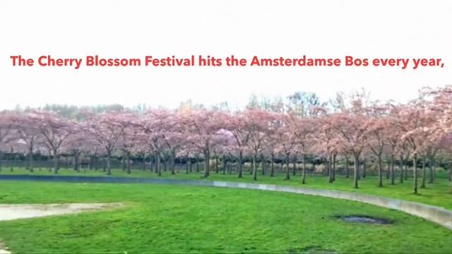 Cherry Blossom Park . AmsterdamBos, Amstelveen, The Netherlands смотреть онлайн