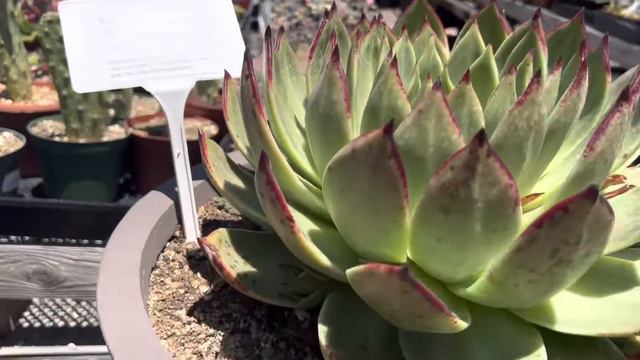 Echeveria agavaoides "Ebony" and "Ebony Maria hybrid" смотреть онлайн
