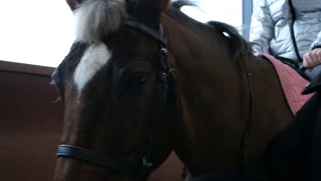 Ребята из «Точки будущего» проходят иппотерапию смотреть онлайн