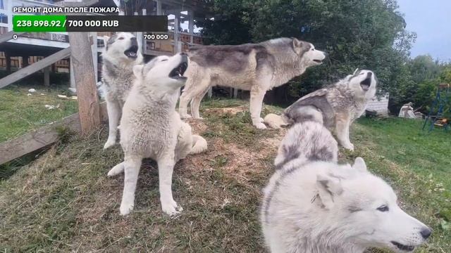 отмечаем день рождения Бэни Белого Дракона и гуляем с хаски смотреть онлайн