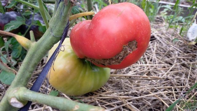 Сибирский килограммовый! Полный обзор томата смотреть онлайн