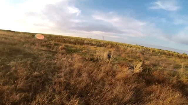 Охота на куропаток, с дратхаарами, 16 г.Hunting for partridge with german wirehaired pointer. смотреть онлайн