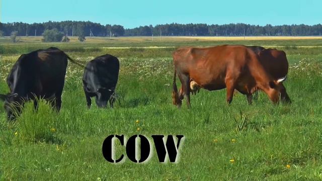 Spelling and reading Learn English Easy смотреть онлайн