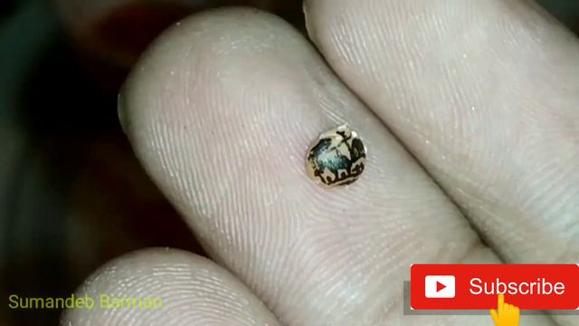 Micro Landscape || Micro Art || মুসুর ডালের ওপর সিনারি ।। смотреть онлайн