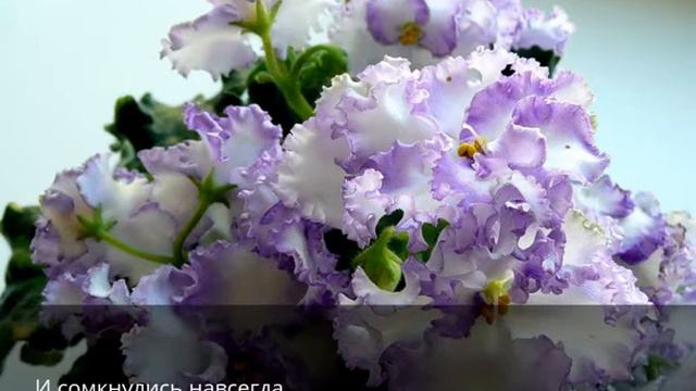 Фиалка (На мотив из Ады Негри)