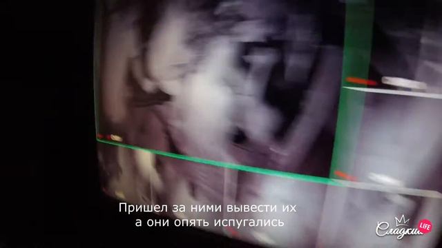 Квест хоррор! Страшный квест для девочек. День рождения Дианы. Фиолетовая вата. смотреть онлайн