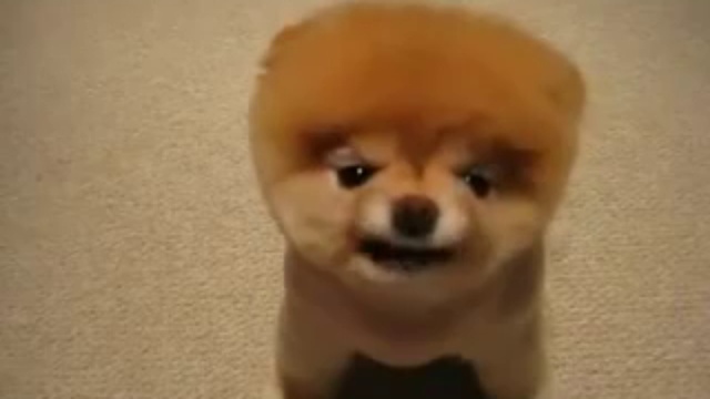 Очень милая собачка-медвежонок