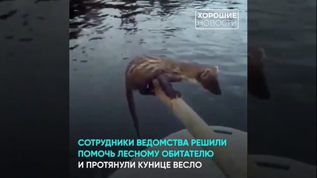 В Республике Коми госинспекторы Минприроды помогли кунице переплыть реку смотреть онлайн