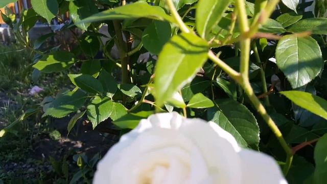 Цветы. мой маленький сад. розы. сезонные растения смотреть онлайн