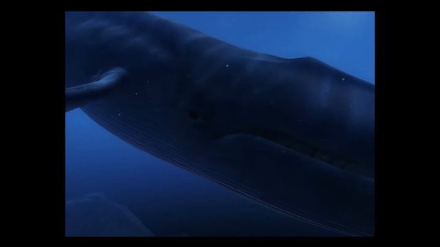 Wevr Trasport: TheBlu Whale Encounter - HTC Vive смотреть онлайн