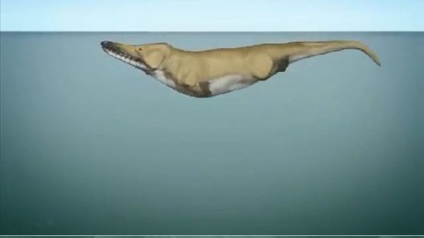 Whales evolution