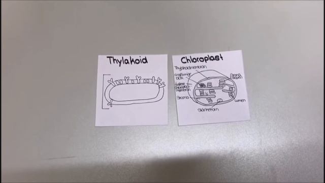 Plastide