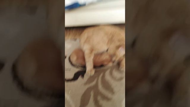 я тогда была маленькая мне тогда просто 6 лет было ((( (сейчас мне то 8) смотреть онлайн