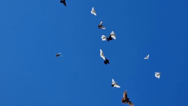 Орёл карлик и голуби(гости в небе-1)Eagle Dwarf And Doves (guests In The Sky-1)