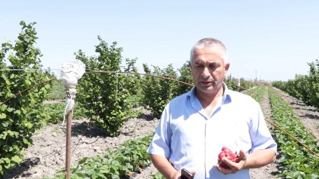 В Магарамкентском районе выращивают элитные сорта клубники смотреть онлайн