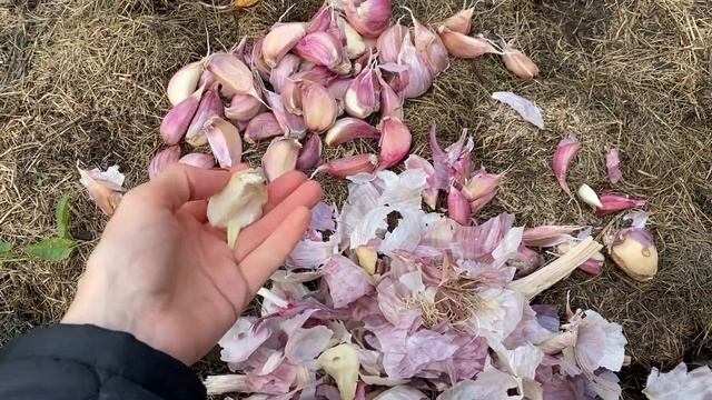 САЖАЕМ ОЗИМЫЙ ЧЕСНОК ПРАВИЛЬНО. Что добавить в грядку? Сроки посадки смотреть онлайн