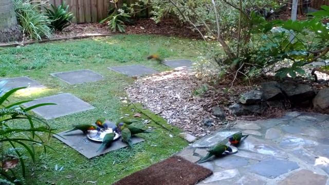 Попугаи возле дома смотреть онлайн