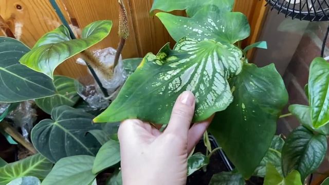 Plant Cabinet / DIY Greenhouse Walkthrough