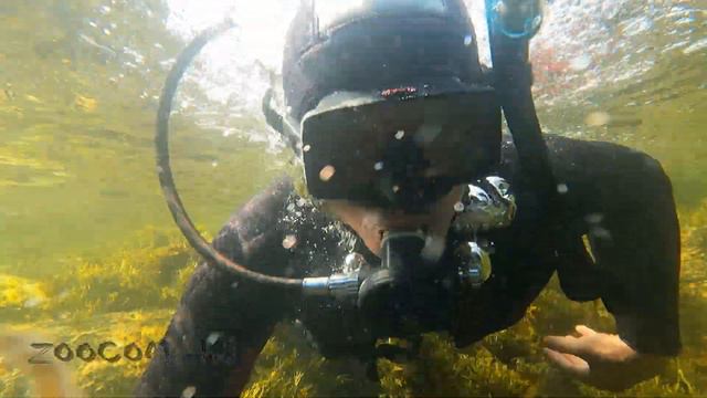 Пролетели с рыбой. Горбуша не пришла. Ну и не страшно! смотреть онлайн