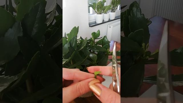 Обрезка каланхое после цветения. смотреть онлайн