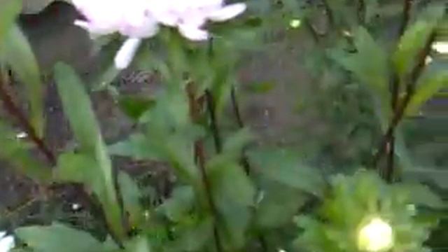 Пчёлы на осенних цветах смотреть онлайн