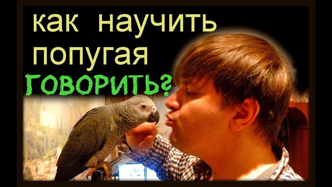 Жако Петруня