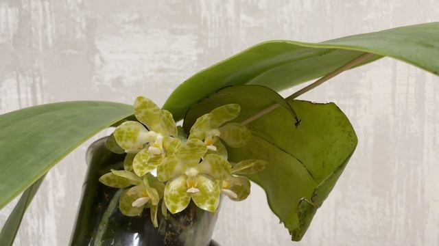 Phalaenopsis gigantea var.alba ‘Ta Wei’ x self - видео о том, как зацвести гигантею! смотреть онлайн