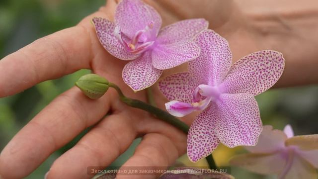 Новые сорта орхидей! смотреть онлайн