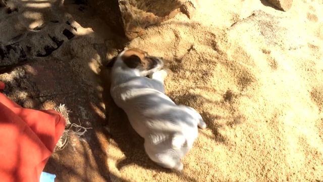 VLOG. Джек рассел терьер и кошки :) KOH SAMUI смотреть онлайн