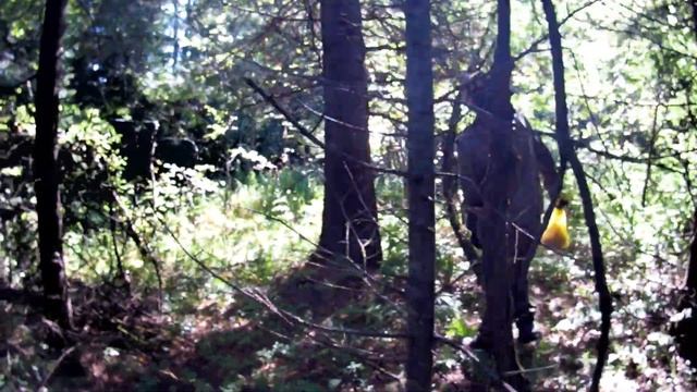 Тайга,сбор кедровой шишки. смотреть онлайн