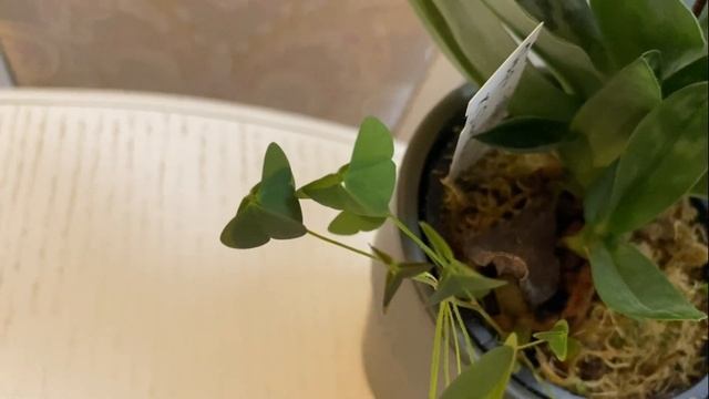 Кормлю орхидеи конским навозом ... в тайне от Бантика))))))))) смотреть онлайн