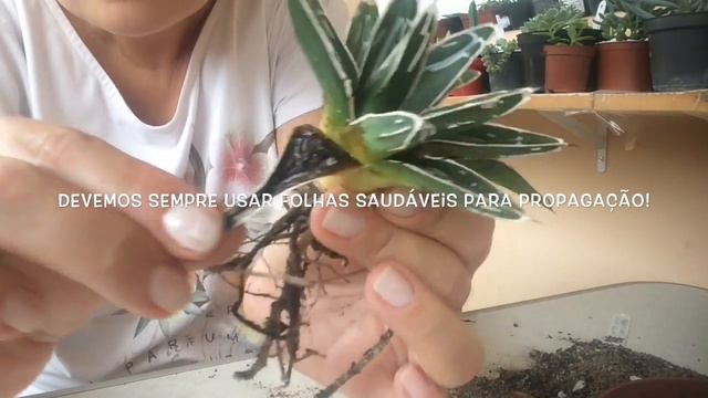 Suculenta melou, o que fazer? Espécie Agave Rainha Vitória Regina смотреть онлайн