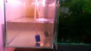 Как поменять воду у мальков? #мальки #аквариумныерыбки