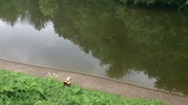 Уточки-мандаринки Виноградных Прудов в Измайлово смотреть онлайн