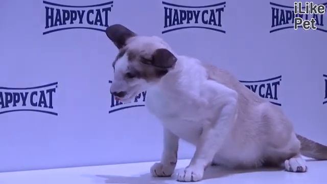 Ориентальная кошка на ilikepet. Особенности породы, уход смотреть онлайн