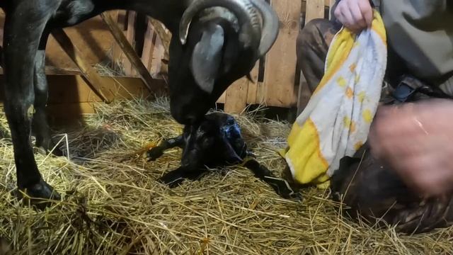 Роды (окот) козы. Полный цикл, от первых признаков до первого кормления козлят. 2023г. смотреть онлайн