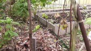 Осторожно, деготь!!!! Ожог коры дерева.