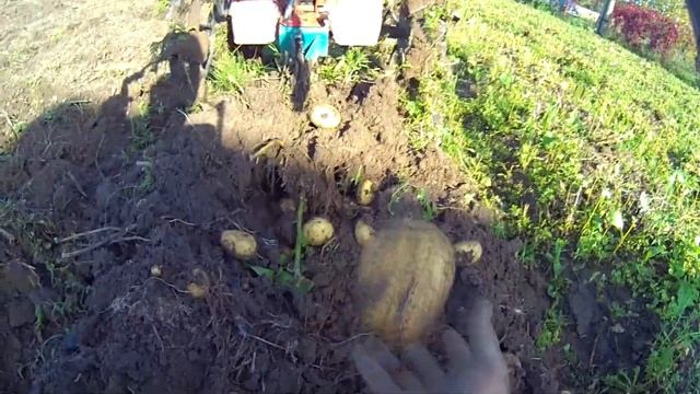 Урожай картофеля из под сена и соломы. 2019 смотреть онлайн