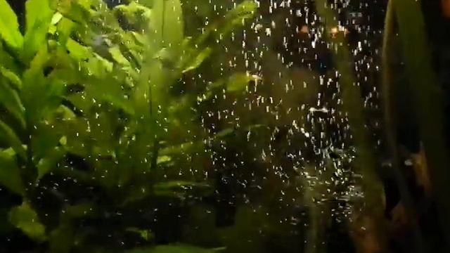 Рыбки - Агошашдь.MOV смотреть онлайн