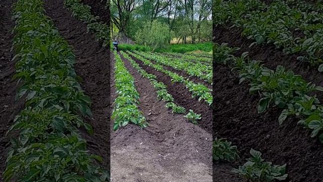 Окучивание картофеля ушастым окучником на ёжиках вместо фрез. смотреть онлайн