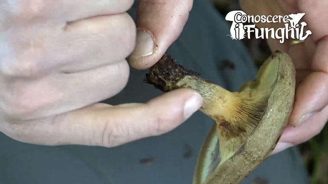 Conoscere i Funghi: Paxillus involutus [ VELENOSO ] смотреть онлайн