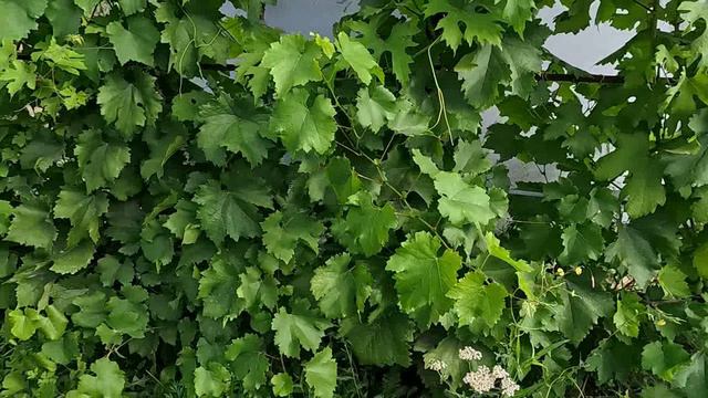 виноград что треснуло смотреть онлайн