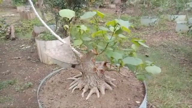 Petani Bonsai | Membuat Bonsai Waru Expose Akar Partai Besar смотреть онлайн