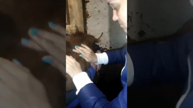 Травма глаза КРС. Лечим в домашних условиях.