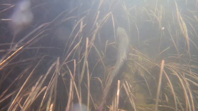 Рыбалка в Сибири. Подводная съемка. смотреть онлайн