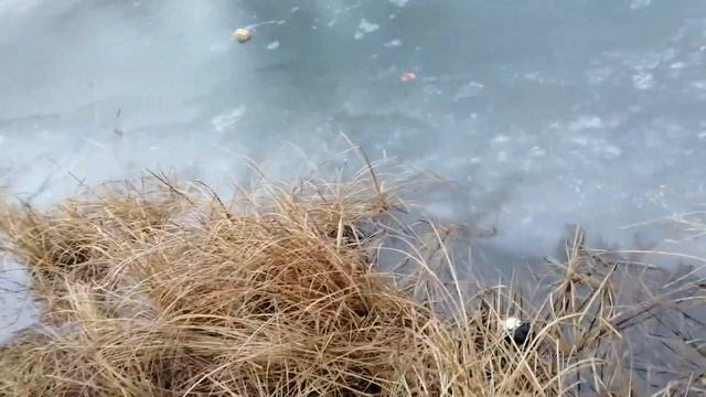 Замор 2020. смотреть онлайн