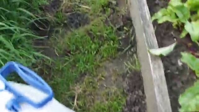 ХЕЛП! Нашествие земляных вредителей! Как бороться? смотреть онлайн