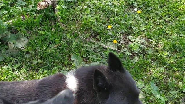 Прогулка с таксой и лайками.  Кюна занялась моржеванием.  Дары весенней природы.