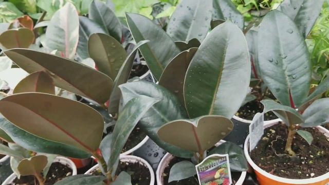 Plant shopping. смотреть онлайн