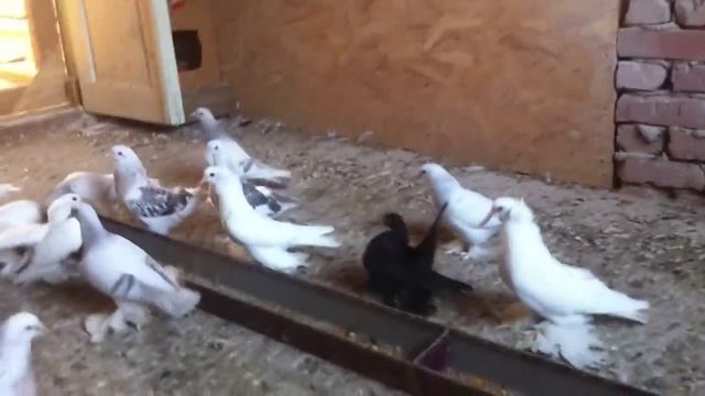 Голуби персы,статные, смотреть онлайн